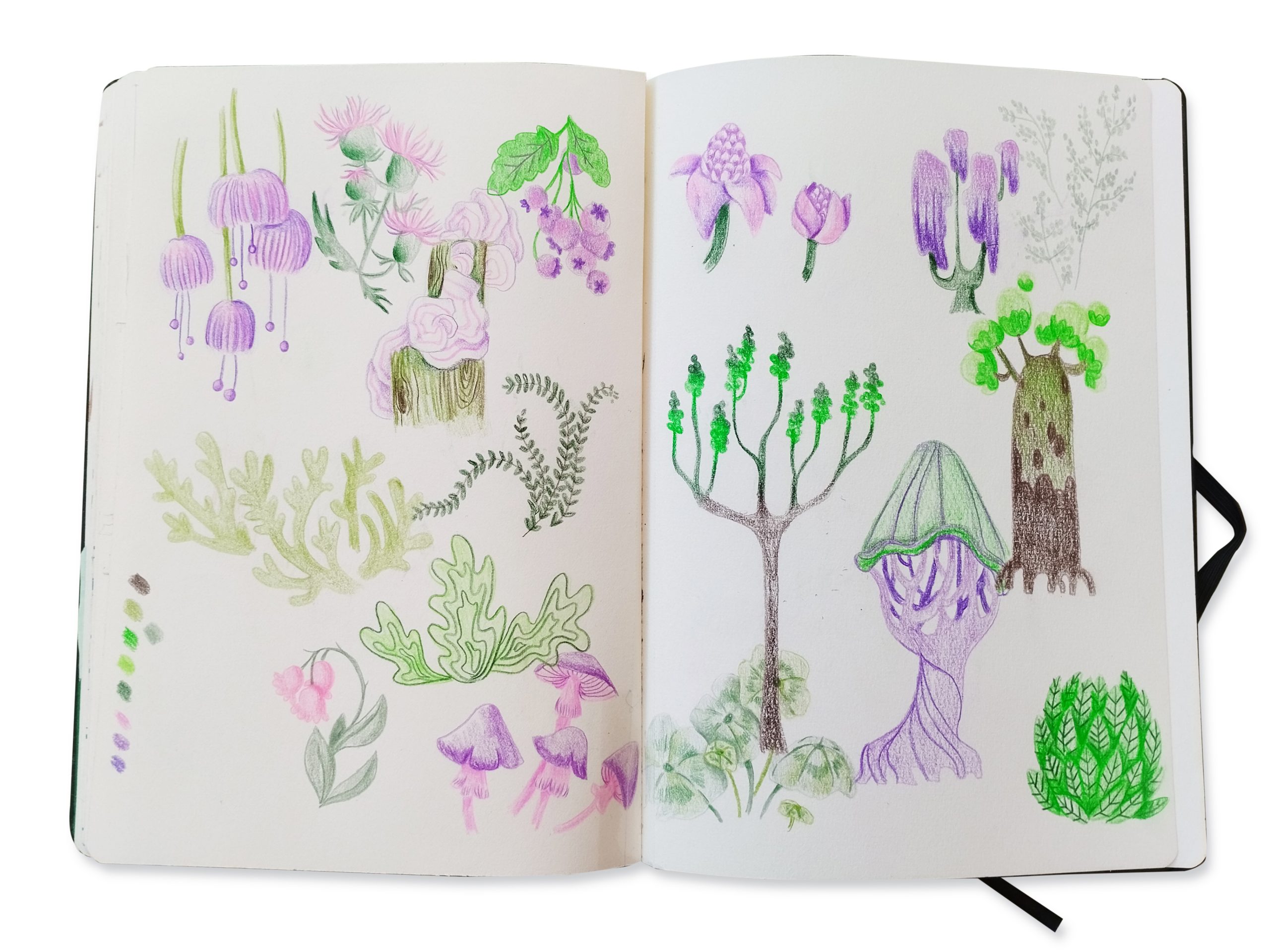 LR-CarnetDessint-RechercheVegetaux